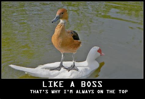 Like a Boss (Meme) - Desciclopédia