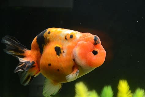 Calico Ranchu Goldfish/ nice eye brow/ Buygoldfishonline.com | Goldfish