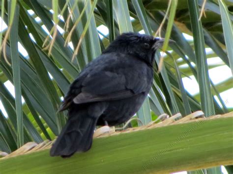 Aves do ParnaA: pássaro-preto