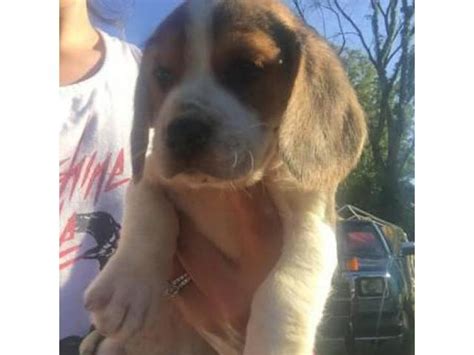 3 males and 3 females Purebred Beagle puppies - Puppies for Sale Near Me