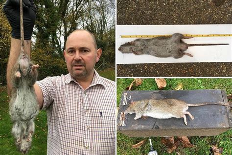 Monster rat ‘size of cat’ at TWENTY INCHES is caught sparking vermin invasion fears | The ...