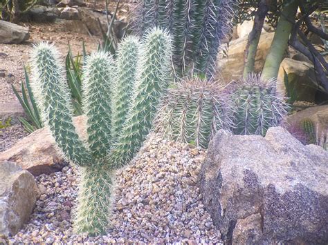 Cactus Arrangement I - Art and Frame - Adelaide