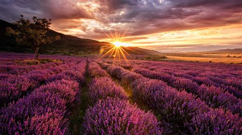 Lavender Field Sunrise Wallpapers - 4k, HD Lavender Field Sunrise Backgrounds on WallpaperBat