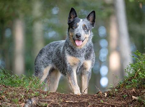 Are Blue Heelers Good Dogs