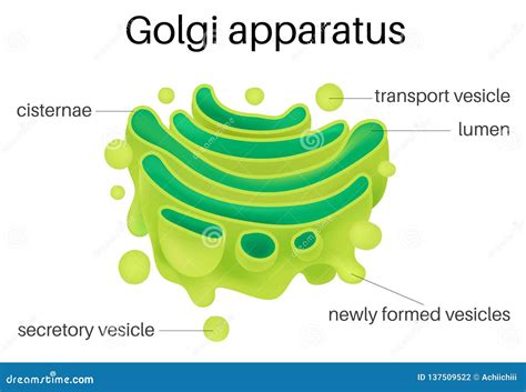 The Structure Of The Golgi Apparatus. Infographics. Vector Illustration ...