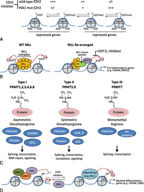 Targeting Histone Methylation in Cancer : The Cancer Journal