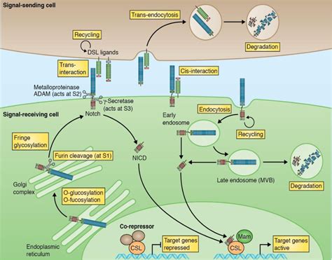 Figure 3 from The Role of the Notch Signaling Pathway during Postembryonic Retinal Neurogenesis ...