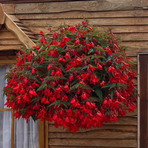 Cool Trailing Begonias For Hanging Baskets Double Plant Hangers