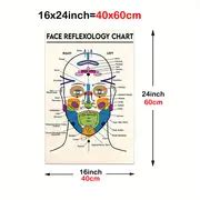 Facial Muscles Anatomy Poster Face Anatomy Facial Fat Pad - Temu South Africa