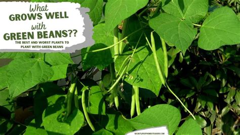 The Best Companion Plants For Green Beans : Secret Life of Homesteaders