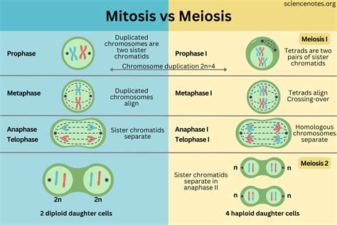 Mitosis vs Meiosis in 2024 | Mitosis vs meiosis, Mitosis, Meiosis