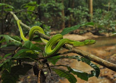 Green Tree Python (Morelia viridis) | When I was little, I g… | Flickr