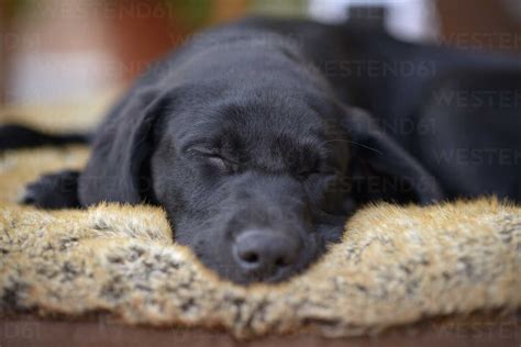 Portrait of sleeping black Labrador puppy - MJOF001139 - Mark Johnson/Westend61