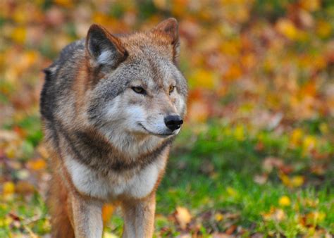 Wolf photo close-up image - Free stock photo - Public Domain photo - CC0 Images