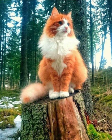 Twitter | Cats | Cats, Maine coon, Forest cat