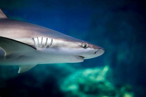 Royalty Free Shark Side View Pictures, Images and Stock Photos - iStock