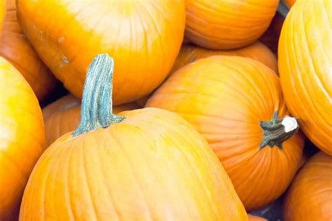 Autumn Color Pumpkins im Whole Foods Market - Creative Commons Bilder