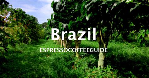 Brazilian Coffee Beans - Espresso & Coffee Guide