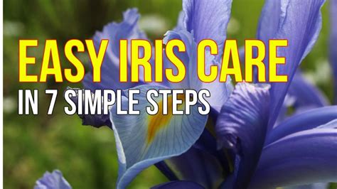 Iris Cut Flower Care in 7 Easy Steps | Iris Cut Flower Care and Handling