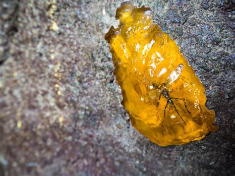 Amber: Ultimate Guide To Collecting Amber (What It Is and How To Find It) - Rock Seeker