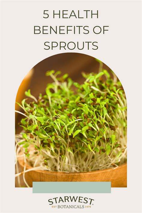 5 Health Benefits of Sprouts - Starwest Botanicals