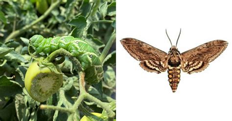 Tomato Hornworm Moth Life Cycle