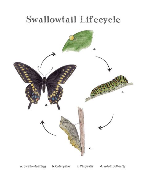 Swallowtail Life Cycle Educational Printable Art A4 and | Etsy