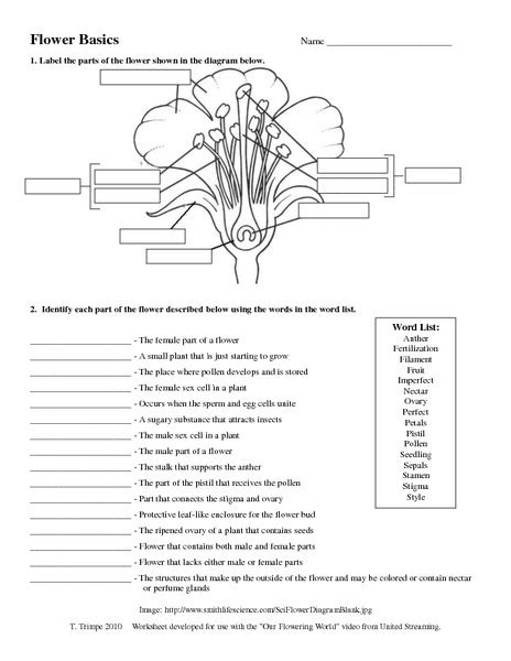 Flower Structure And Reproduction Worksheets Answers