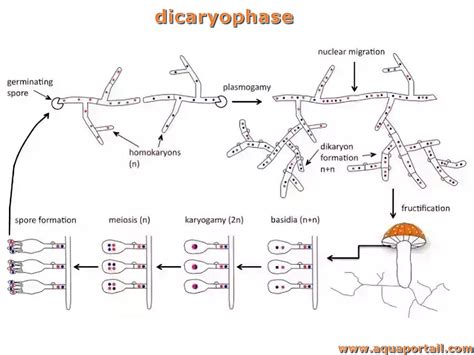 Dicaryophase : définition et explications