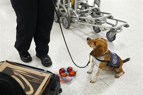 Dogs at the Border - What the Canada Border Services Agency Dogs Are Trained to Sniff | Canada-U ...