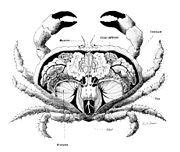 Category:Cancer pagurus anatomy - Wikimedia Commons