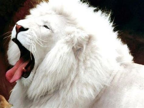 Albino lion | Cute fluffy animals :) | Pinterest