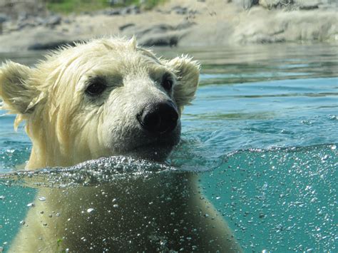 Free Images : water, wet, zoo, young, mammal, polar bear, rotterdam, head, vertebrate, blijdorp ...