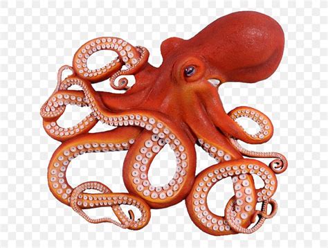 Giant Pacific Octopus Clip Art Fishing Drawing, PNG, 620x620px, Octopus ...