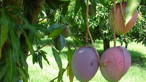 Florida Mangoes – Bob Roth's New River Groves