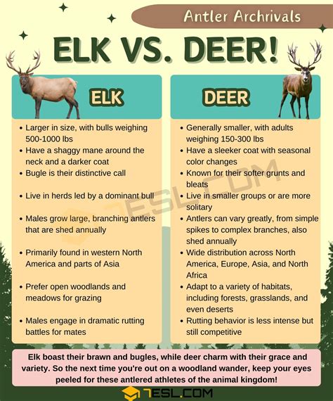 Elk vs. Deer: What Are the Differences? • 7ESL