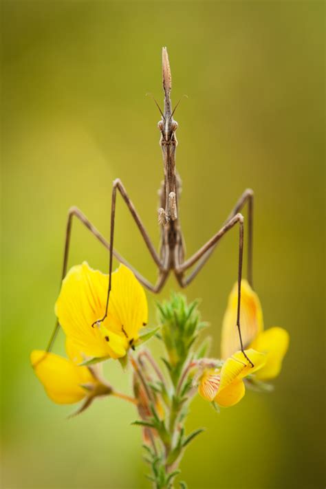 Depth of Field in Macro Photography: Digital Photography Review