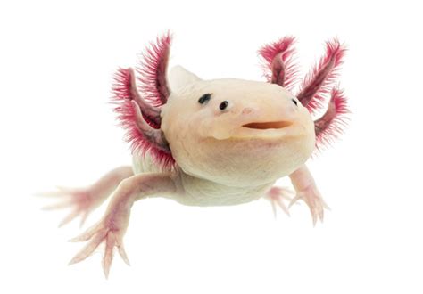 The Axolotl or Mexican Salamander - zooplus Magazine