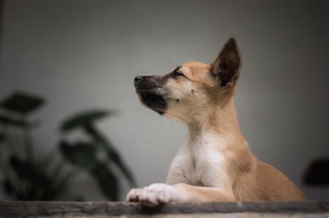 Dog Breed 101: Get to Know the Aspin - Pettr