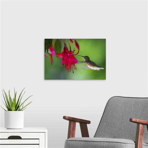 Hummingbird Wall Art, Canvas Prints, Framed Prints, Wall Peels | Great ...