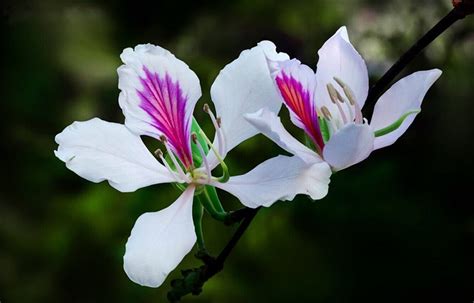 Ban flower- the hidden charm of northwest region