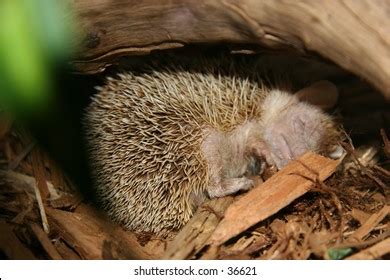 2,205 Hedgehog sleeping Images, Stock Photos & Vectors | Shutterstock