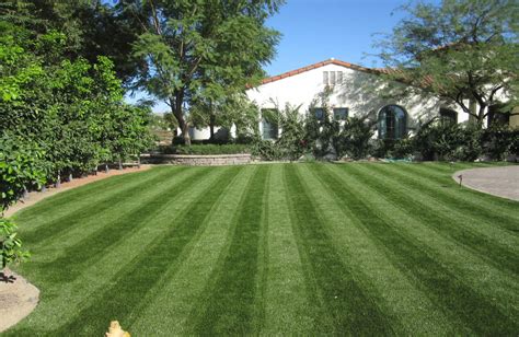 Real vs Artificial Grass - Which is Best?