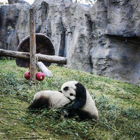 Pandas Shanghai Zoo — Stock Photo © innervision #265597144