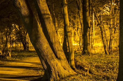 Forest Path Night Trees At - Free photo on Pixabay - Pixabay