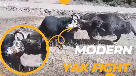 Amazing Yak Fight (collection ) - YouTube