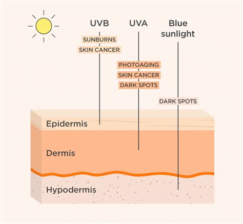 Under Your Skin: Layers and Functions of Skin | ISDIN's blog