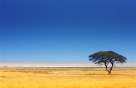 The Incredible Acacia Tree Phenomenon