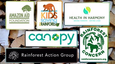 6 Organizations Fighting To Protect Rainforests