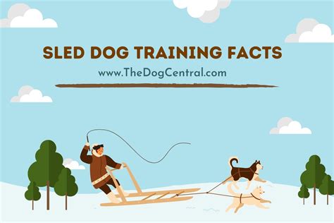 Sled Dog Training Facts | The Dog Central